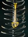   Periclemenes sp. crinoid sp  